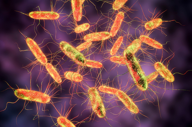 Vi khuẩn Salmonella là thủ phạm gây ngộ độc thực phẩm phổ biến trên toàn thế giới.webp